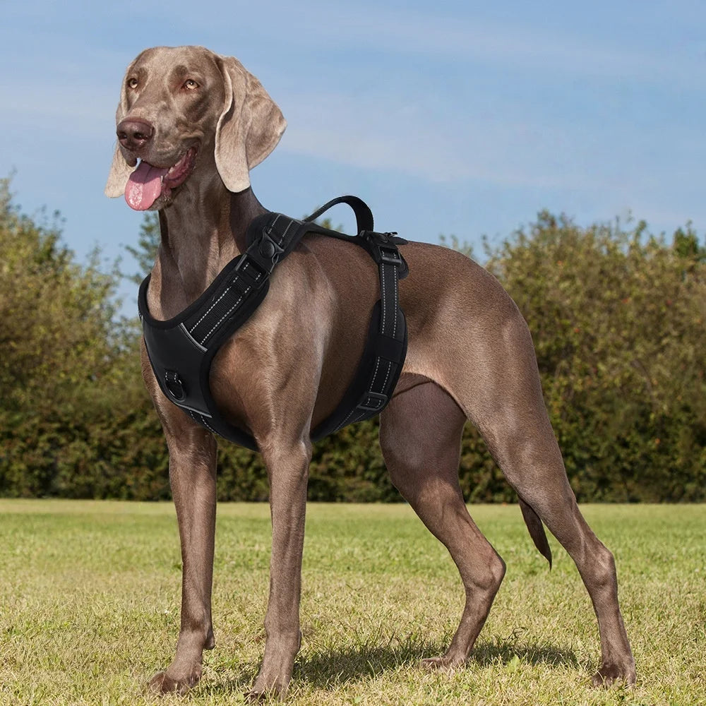 Harnais Anti-Traction Rembourré pour Chien - Poignée, Réfléchissant