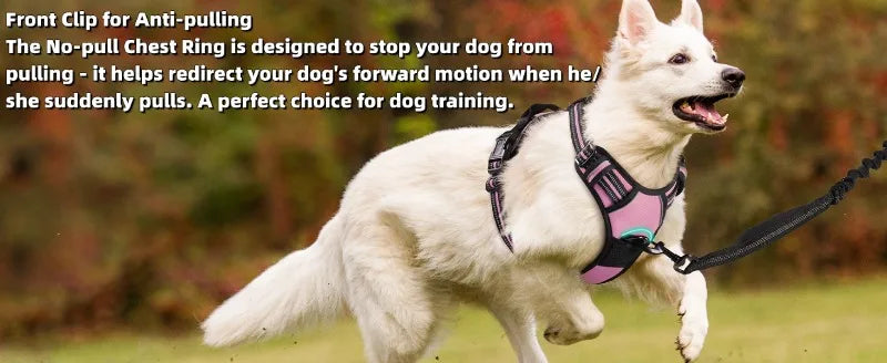 Harnais et Laisse Corde Nylon pour Grand Chien