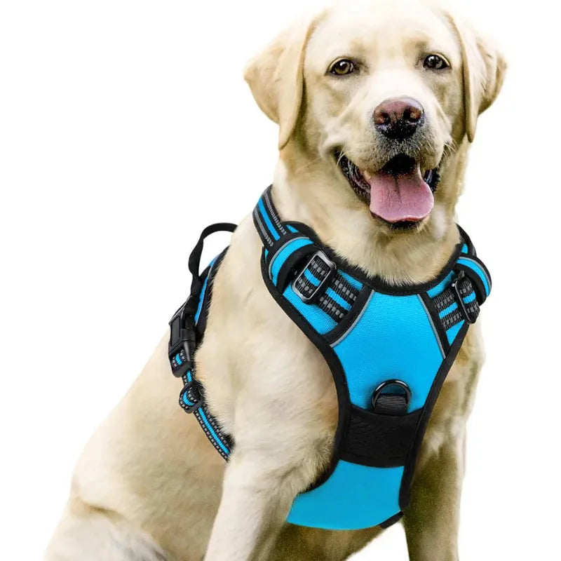 Harnais et Laisse Corde Nylon pour Grand Chien