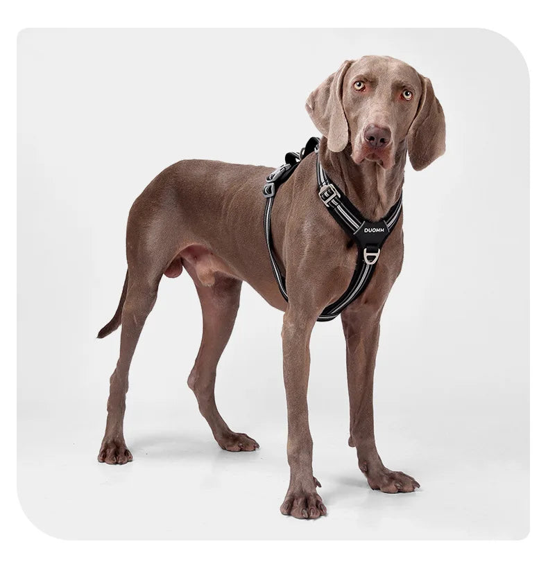 Harnais de Sécurité Double Poignée pour Chien - Dégagement Rapide
