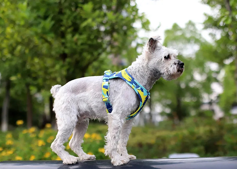 Laisse et Collier Réglables en Maille Polyester - Chien et Chat