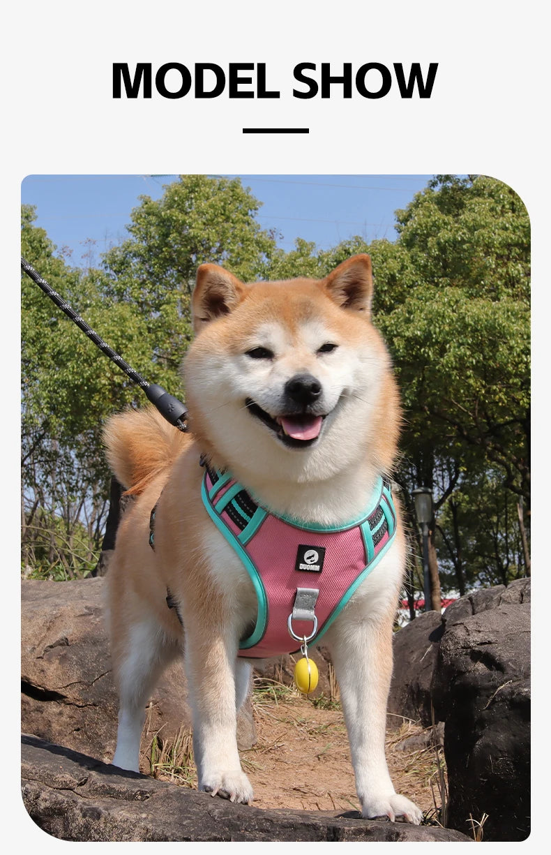 Harnais Oxford Anti-Évasion Réfléchissant pour Grand Chien - avec Collier