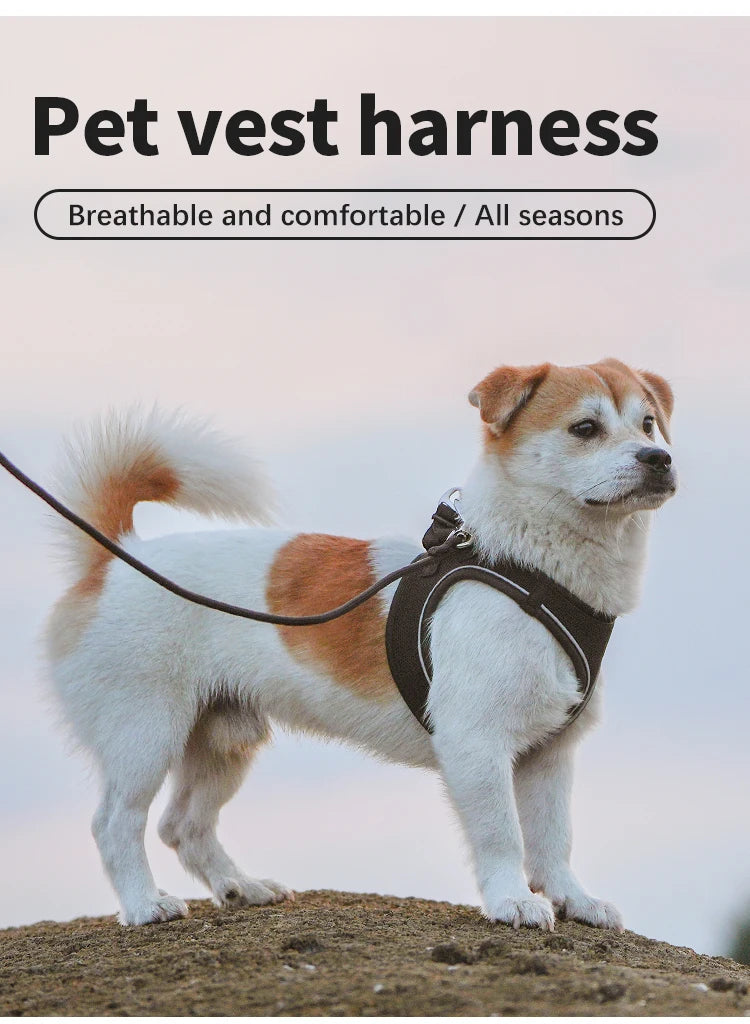 Ensemble Laisse et Harnais Réfléchissant pour Chihuahua, Teckel