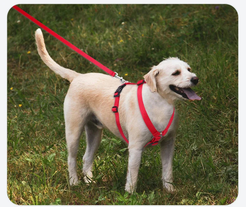 Harnais et Laisse Nylon Résistant pour Grand Chien