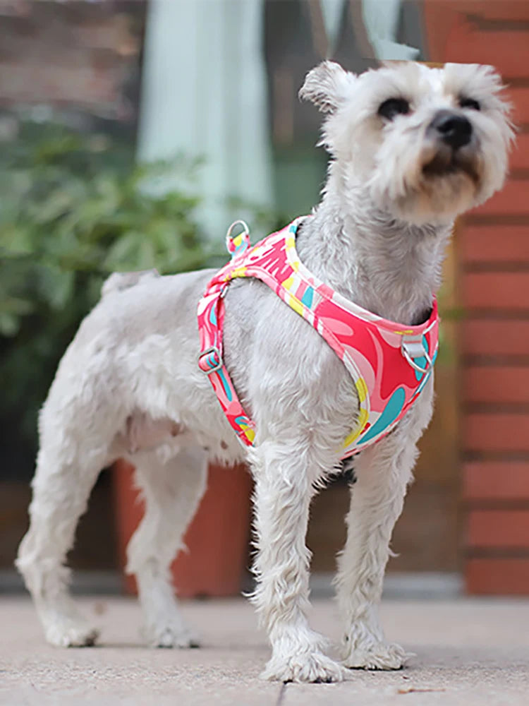 Laisse et Collier Réglables en Maille Polyester - Chien et Chat