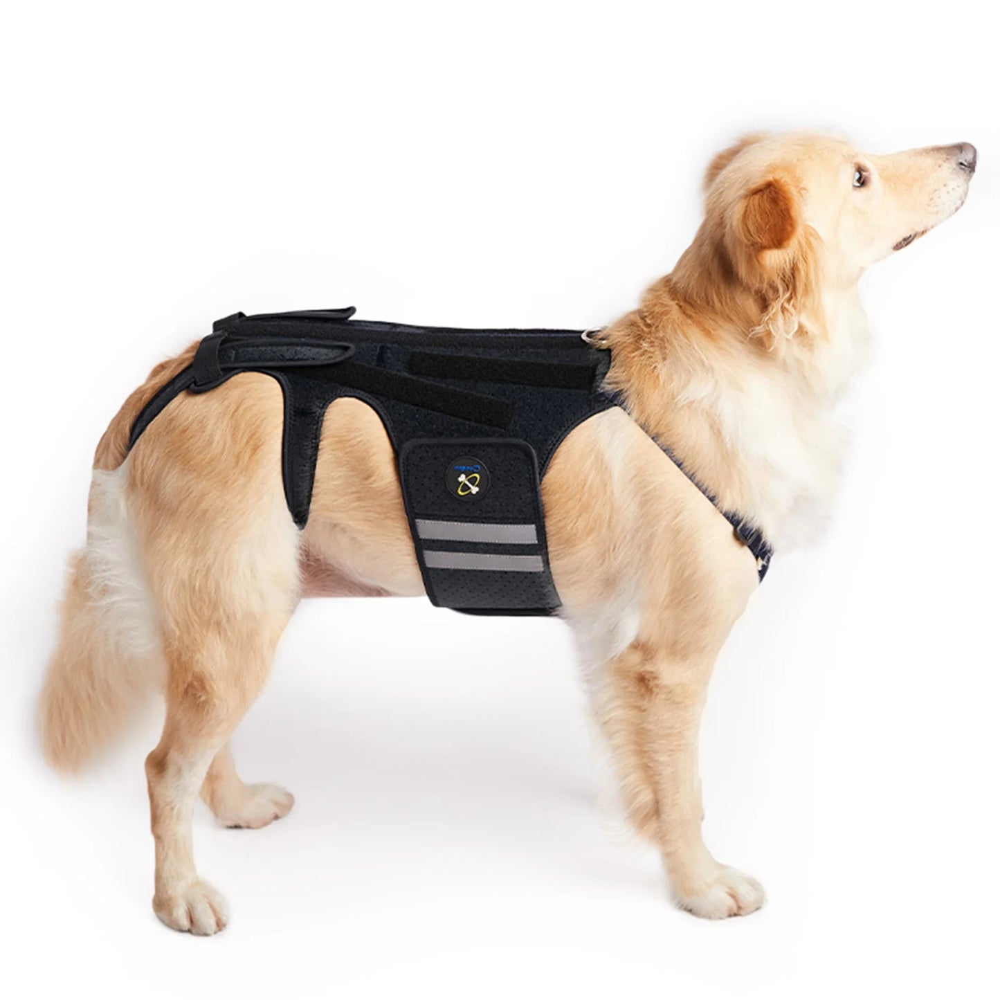 Harnais de Soutien Dorsal COODEO - Protection Colonne Vertébrale