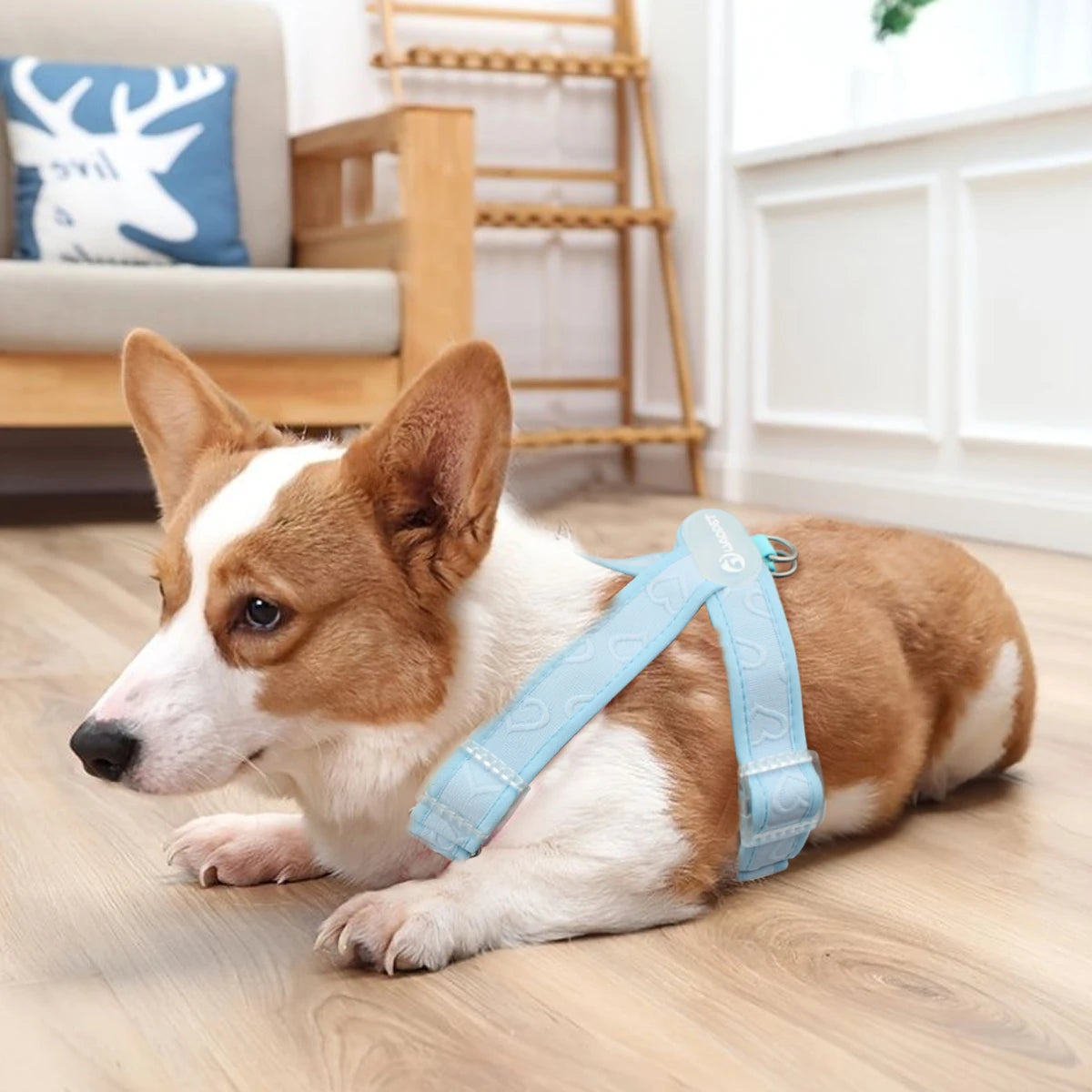 Gilet Nylon Sans Traction pour Petit Chien - Léger et Confortable