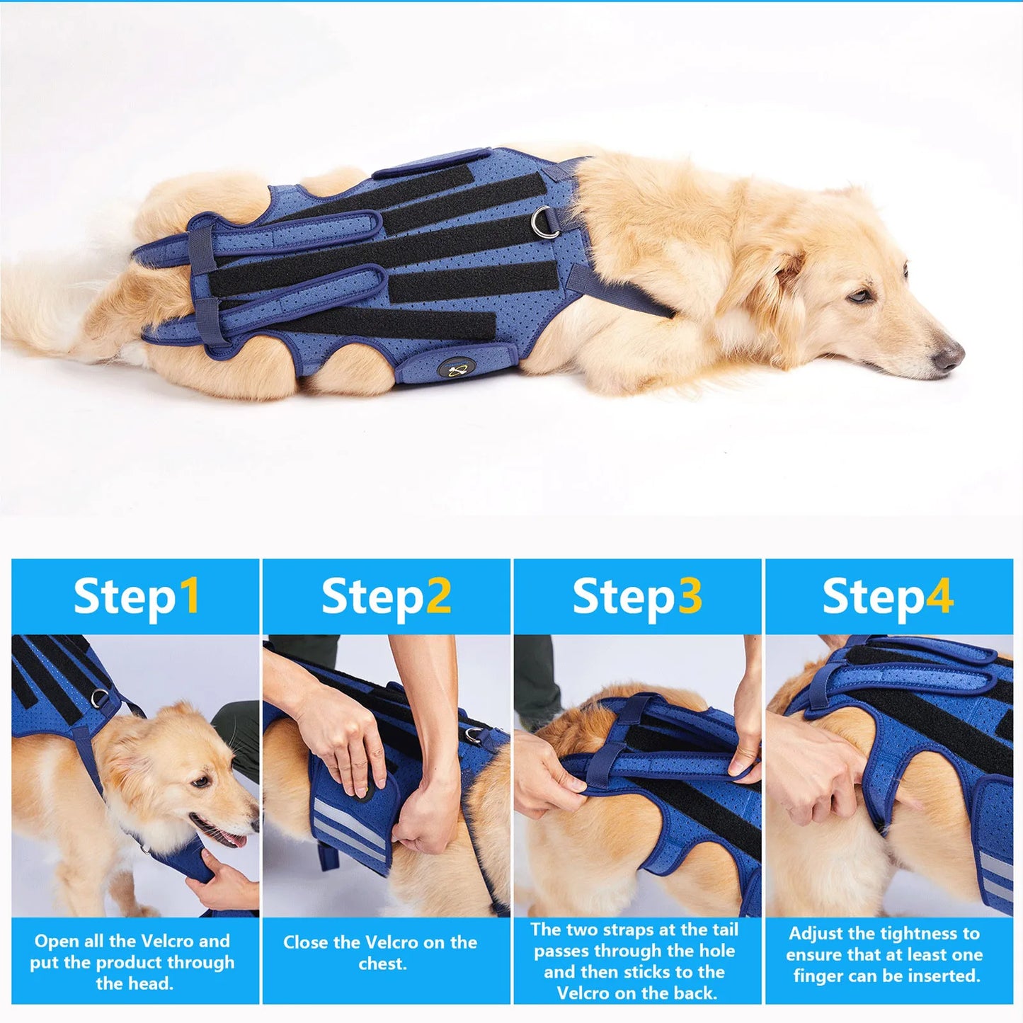 Harnais de Soutien Dorsal COODEO - Protection Colonne Vertébrale