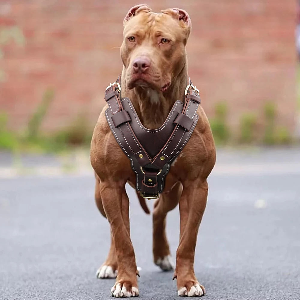 Harnais en Cuir Véritable pour Grand Chien - Poignée Réglable