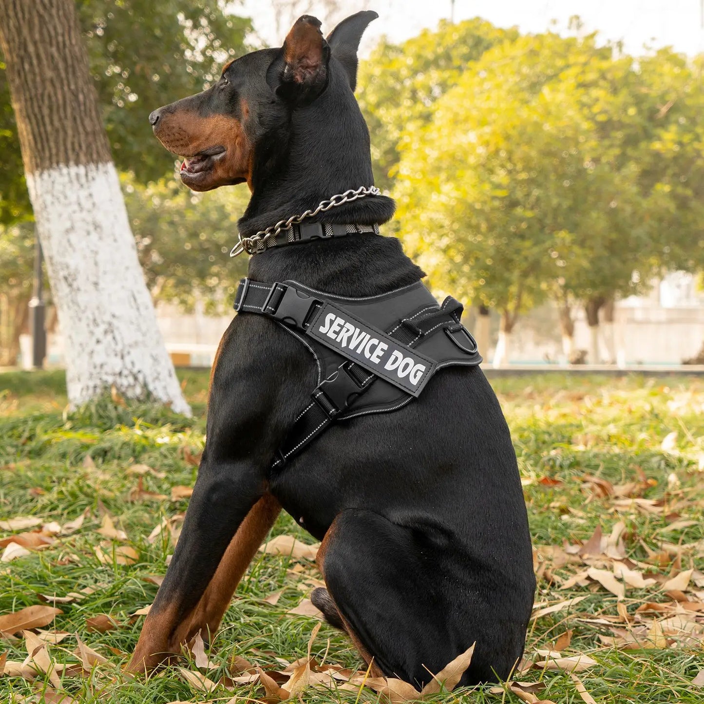 Harnais Personnalisé pour Chien - Étiquette Nom, Respirant