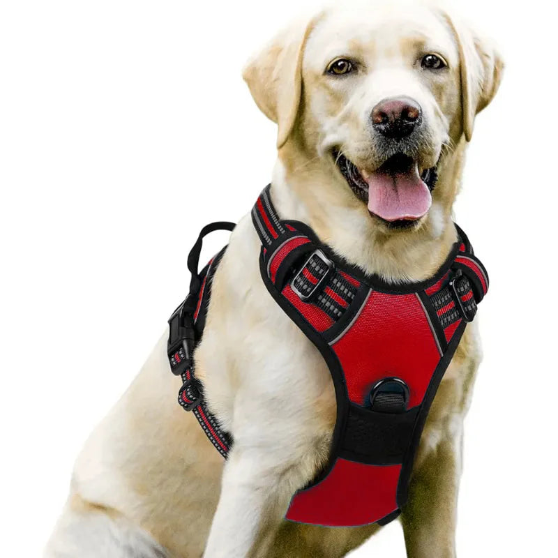Harnais et Laisse Corde Nylon pour Grand Chien