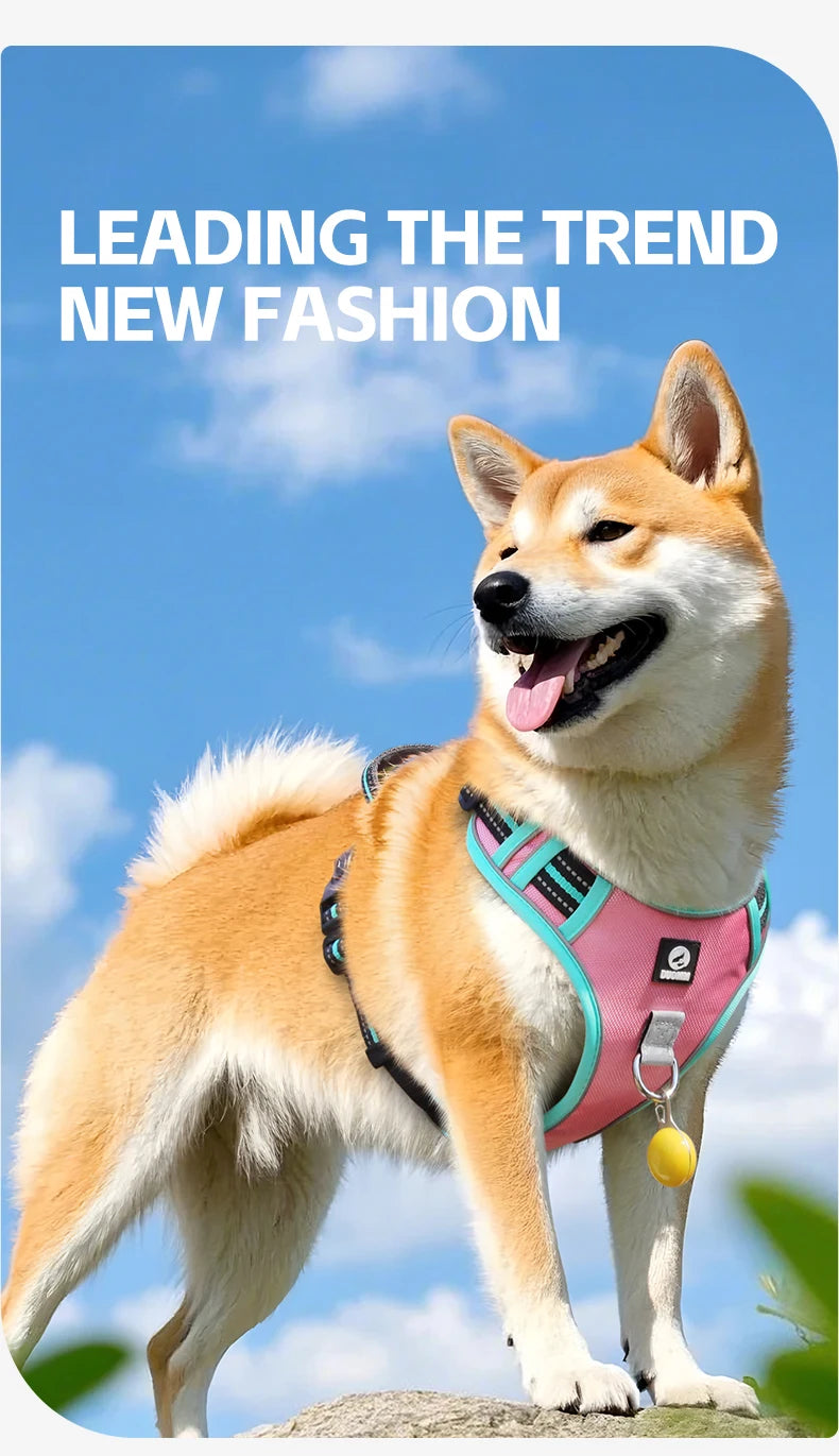Harnais Oxford Anti-Évasion Réfléchissant pour Grand Chien - avec Collier
