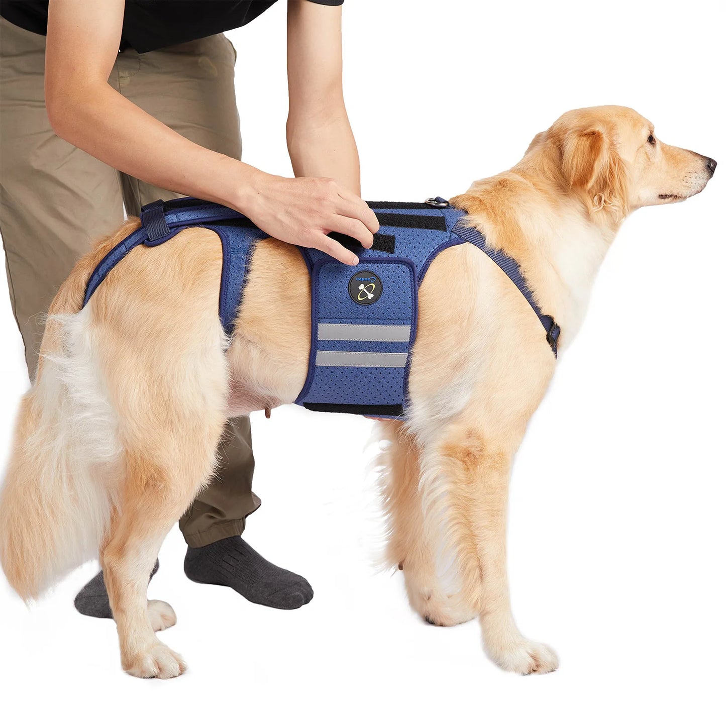 Harnais de Soutien Dorsal COODEO - Protection Colonne Vertébrale