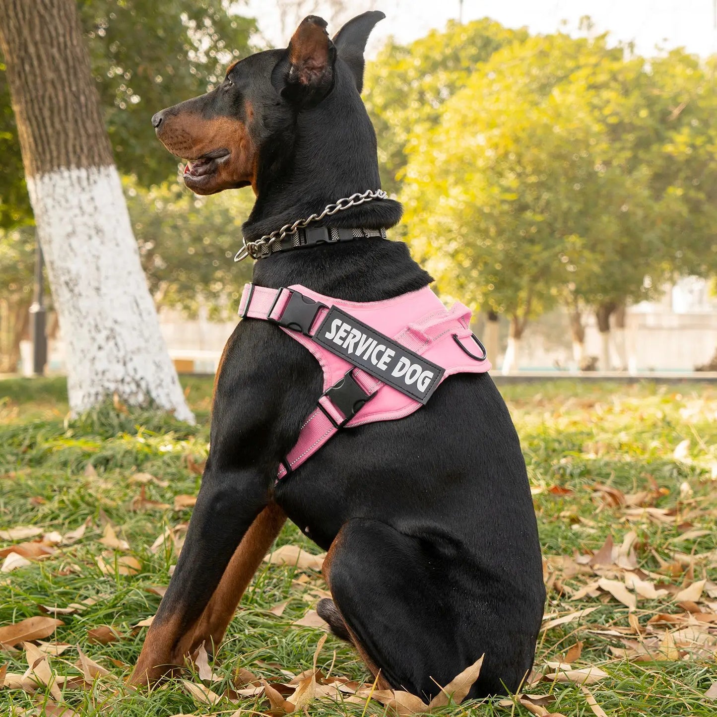 Harnais Personnalisé pour Chien - Étiquette Nom, Respirant
