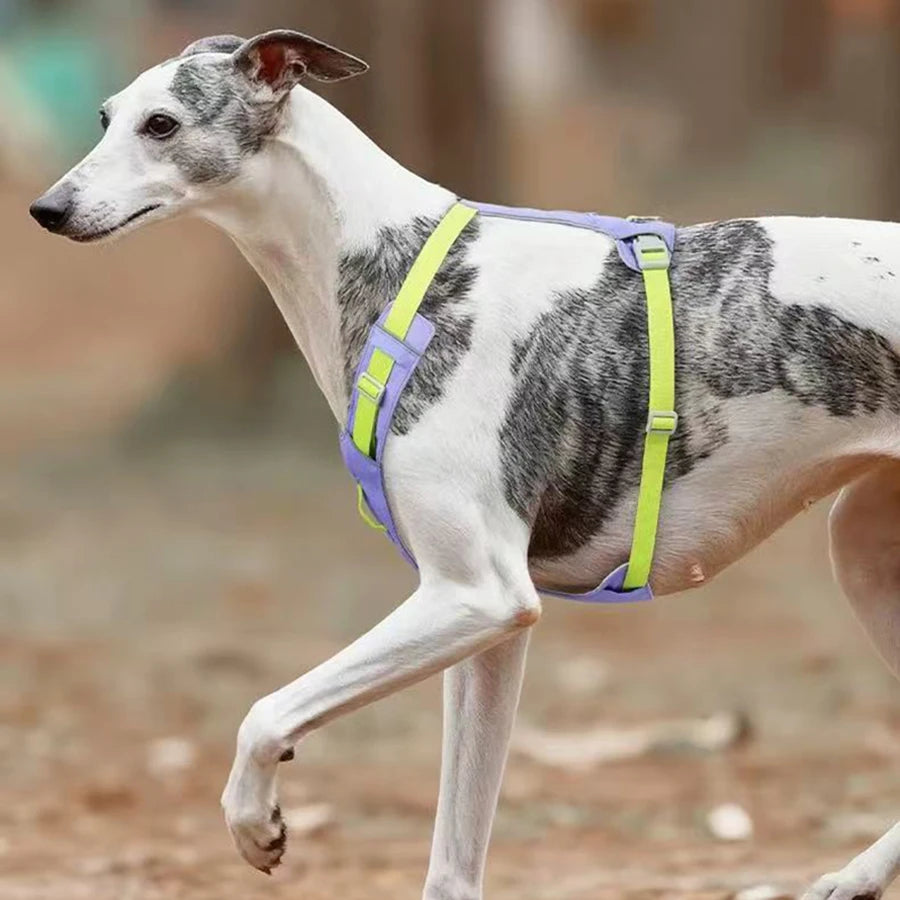 Harnais Léger Réfléchissant pour Chien et Chat - Sans Traction