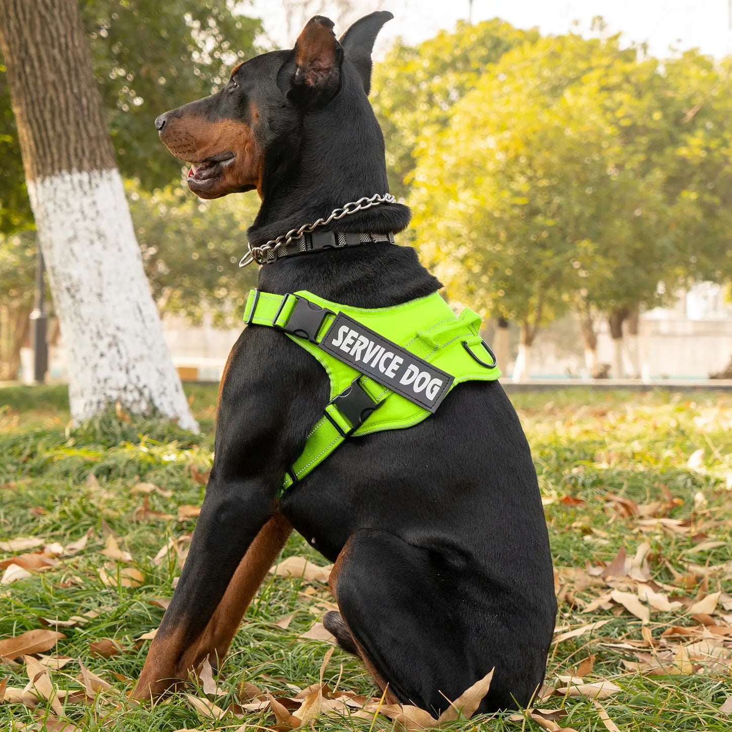 Harnais Personnalisé pour Chien - Étiquette Nom, Respirant