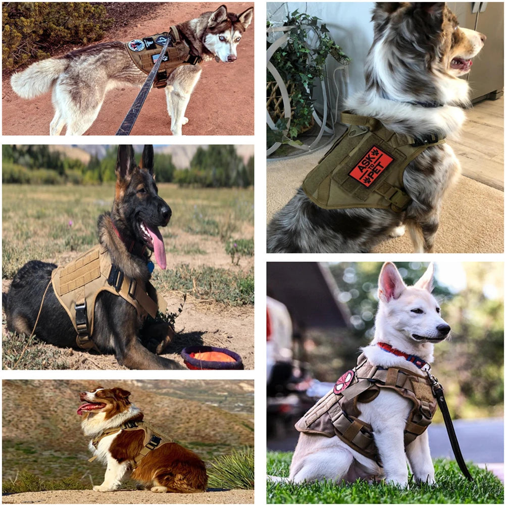 Harnais d'Entraînement Militaire pour Berger Allemand et Malinois