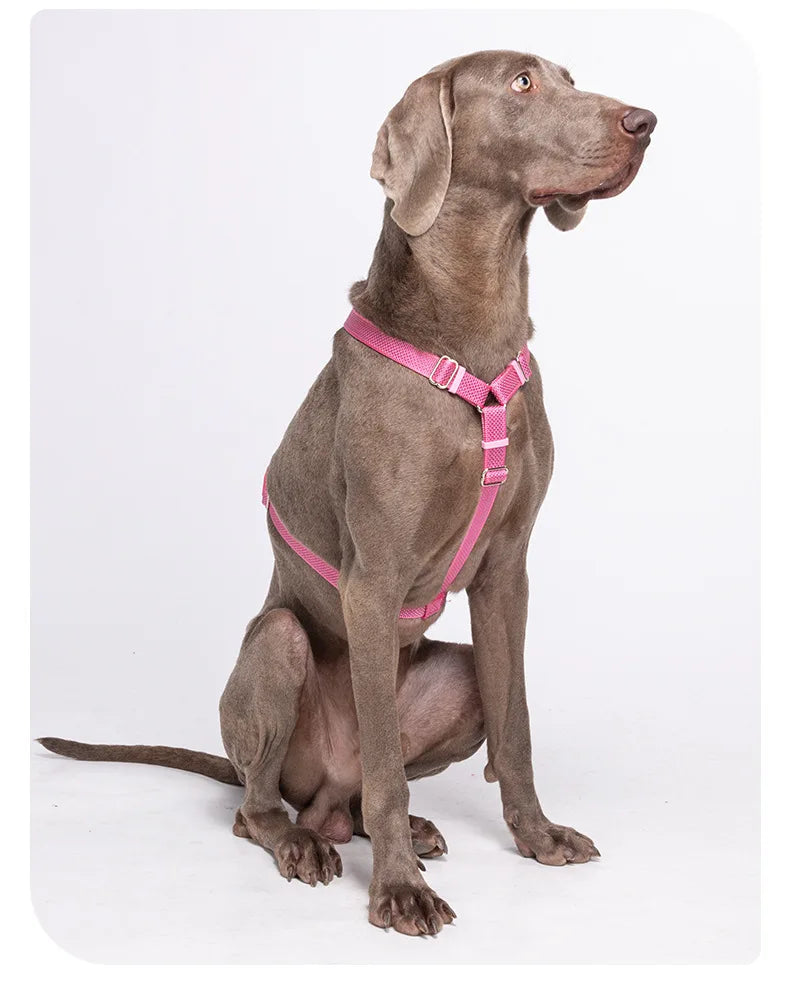 Harnais Anti-Traction Nid d'Abeille pour Chien - Respirant et Sécurisé