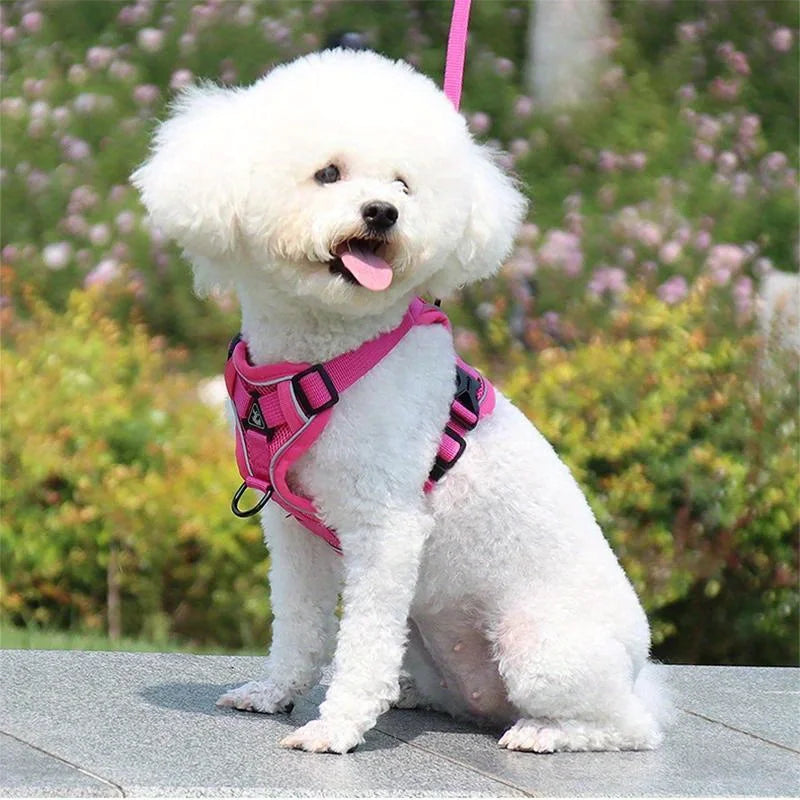 Ensemble Harnais et Laisse Anti-Traction pour Petit Chien et Chat - Réfléchissant