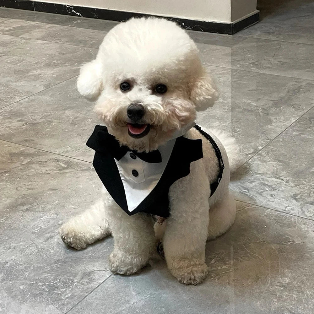 Harnais avec Nœud Papillon pour Petit et Moyen Chien - Anti-Traction