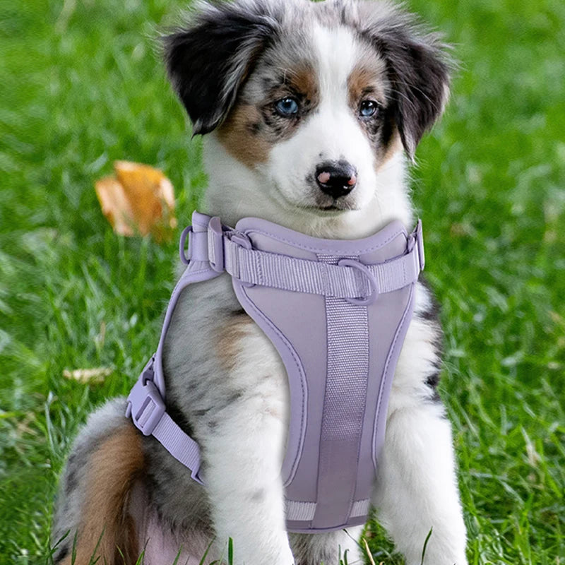 Harnais et Laisse Double en PVC pour Chien - Confortable, Respirant