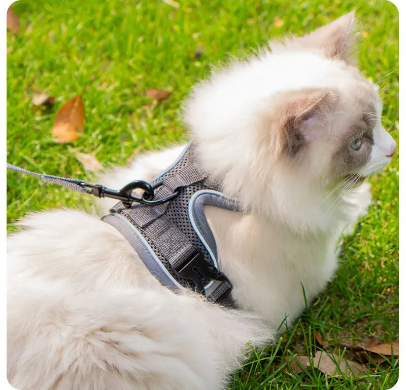 Ensemble Harnais et Laisse Sans Traction pour Petit Chien et Chat