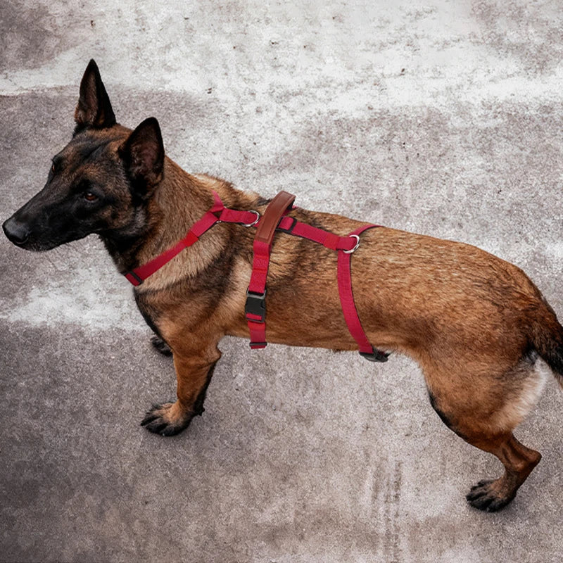 Harnais Anti-Traction Nylon pour Grand Chien - Entraînement