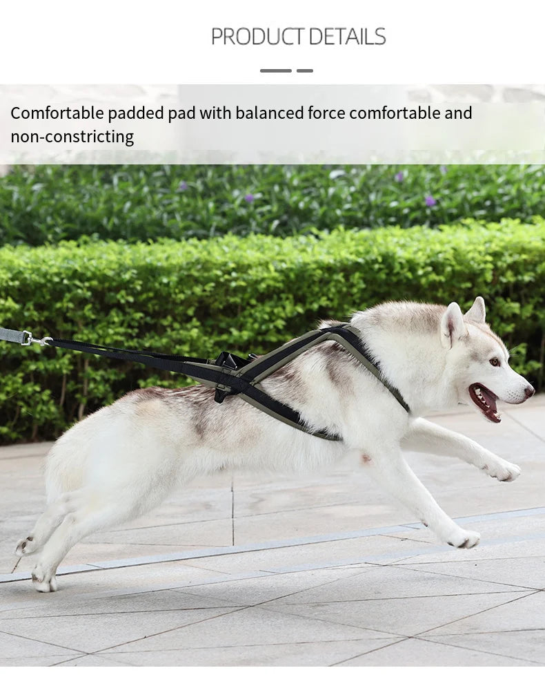 Ensemble Harnais et Laisse Extérieur pour Chien Moyen/Grand