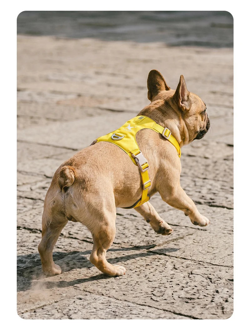 Harnais et Laisse Légers Anti-Traction pour Chien - Toutes Tailles