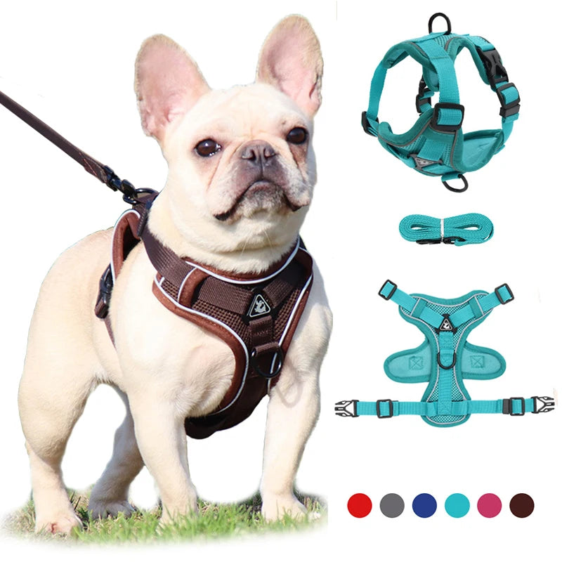 Ensemble Laisse Réglable pour Petit Chien et Chat - Bouledogue