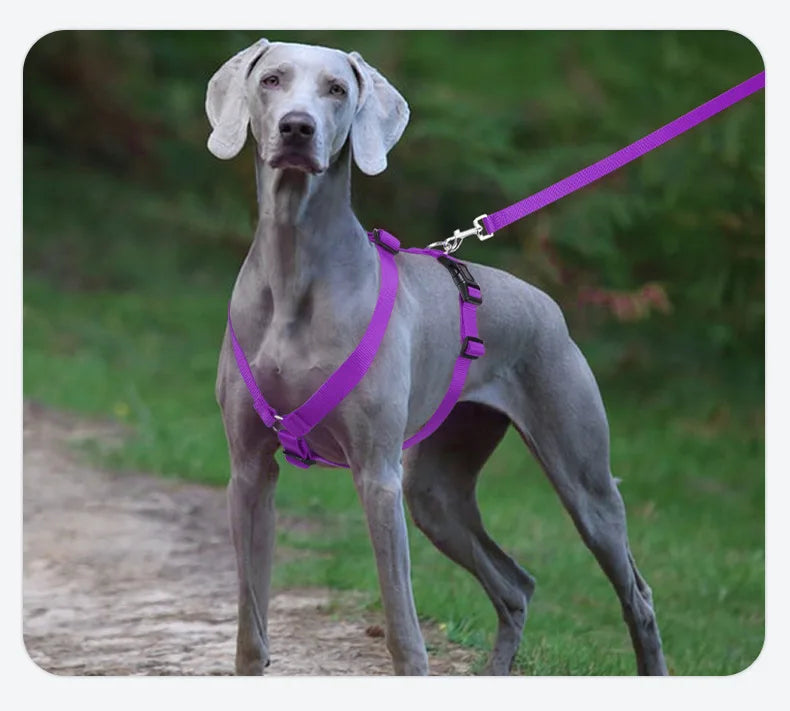 Harnais et Laisse Nylon Résistant pour Grand Chien