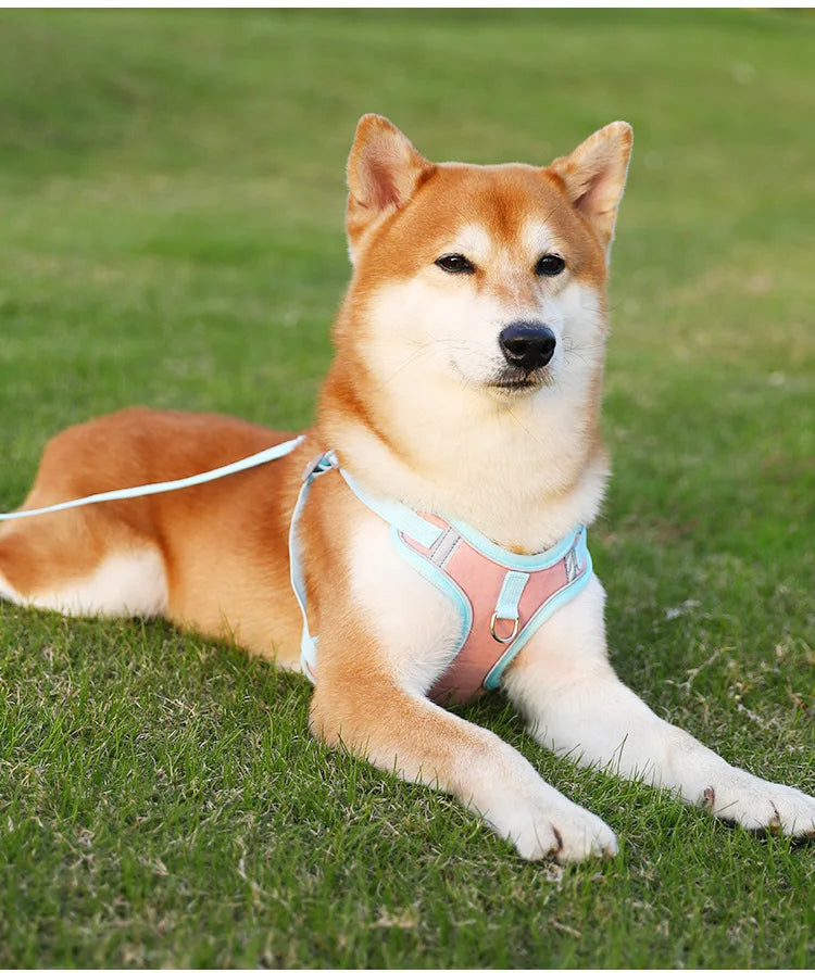 Ensemble Harnais et Laisse Anti-Traction pour Petit Chien et Chat