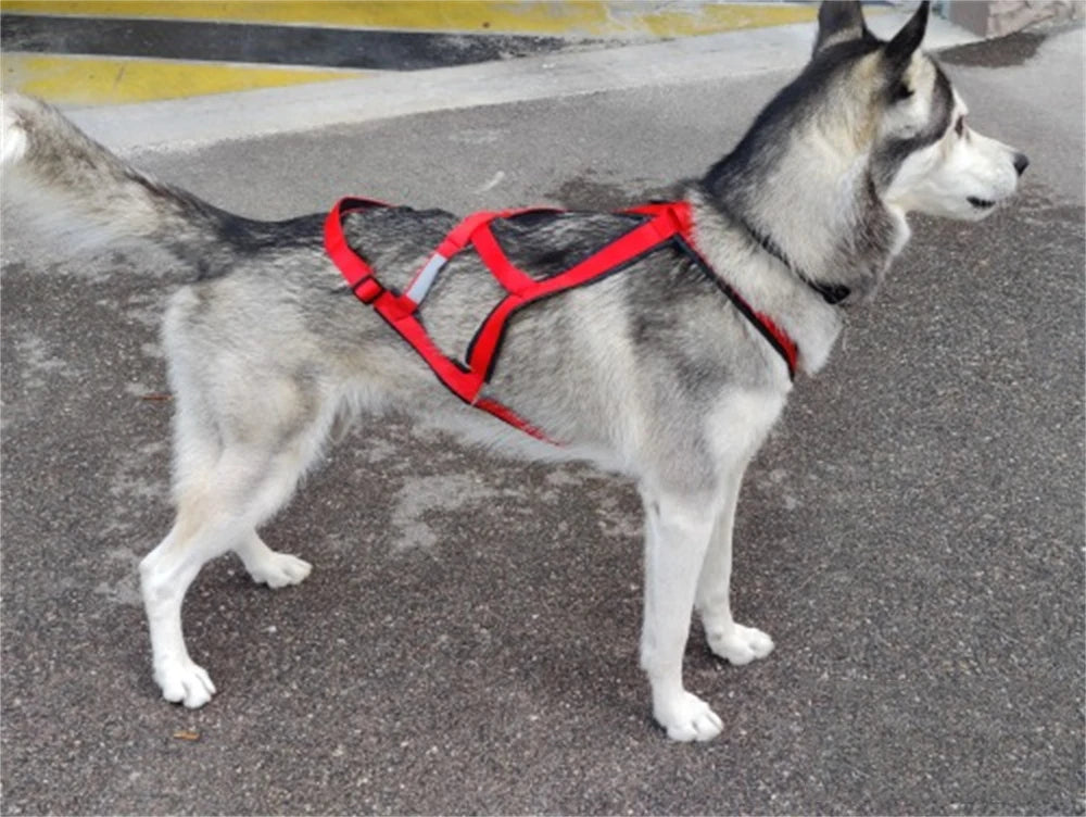 Harnais Ski et Course pour Grand Chien - Haute Qualité