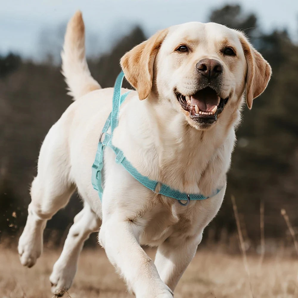 Harnais Coloré Anti-Traction pour Grand Chien - Poignée