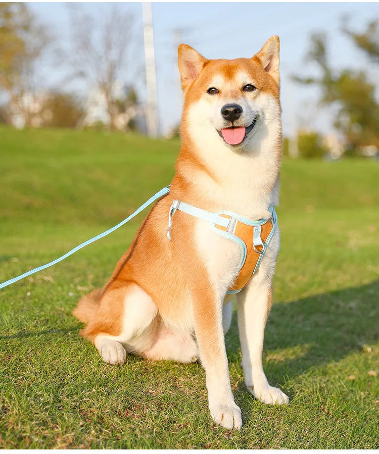 Ensemble Harnais et Laisse Anti-Traction pour Petit Chien et Chat