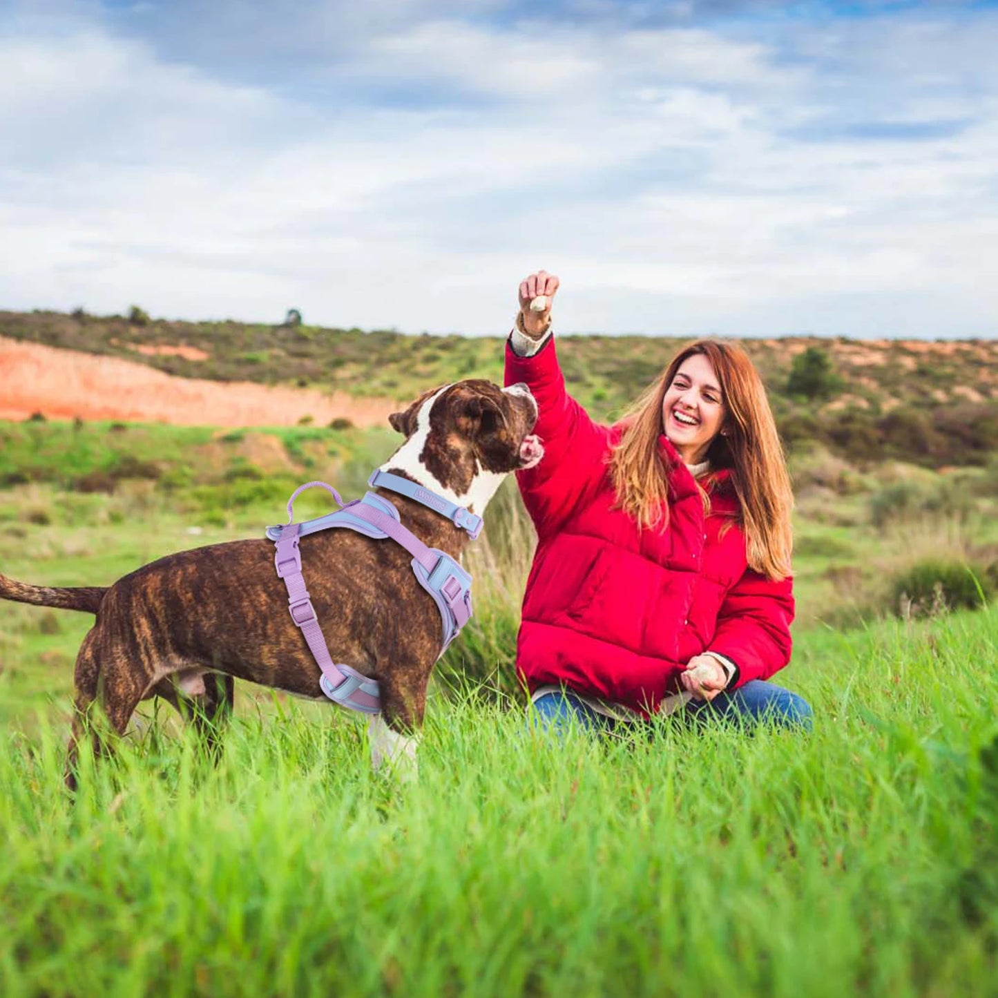 Harnais de Luxe Moyen Anti-Traction pour Chien - Personnalisé