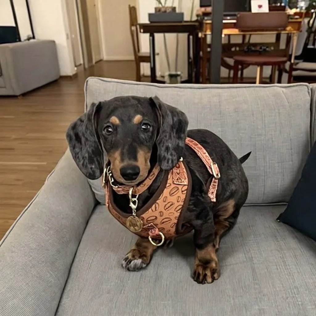 Harnais de Luxe pour Chien - Design Mignon, avec Laisse