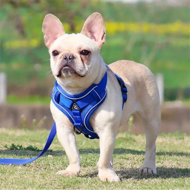 Ensemble Harnais et Laisse Anti-Traction pour Petit Chien et Chat - Réfléchissant