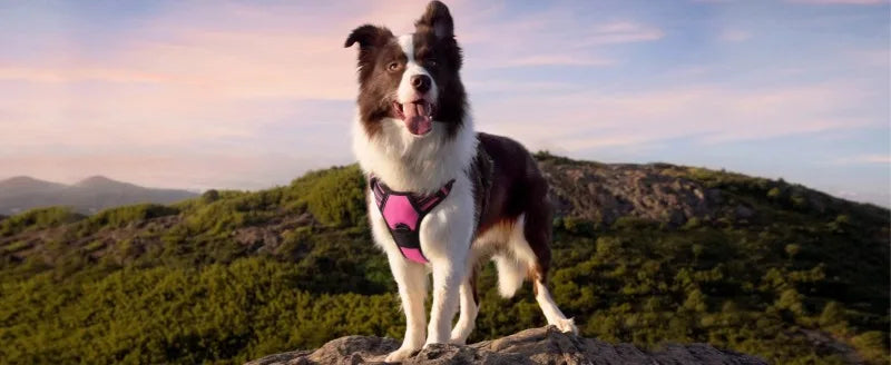 Harnais et Laisse Corde Nylon pour Grand Chien