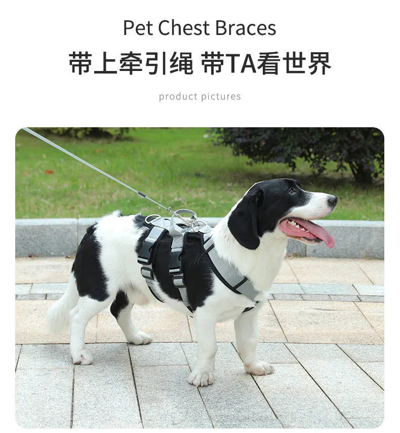 Harnais et Laisse Anti-Évasion Robuste pour Chien - Idéal Corgi