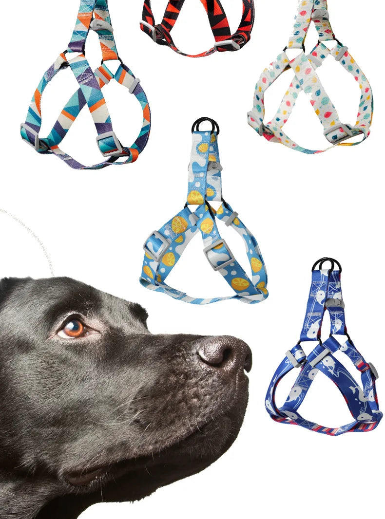 Ensemble Trois Pièces Abstrait pour Chien - Harnais, Laisse, Collier