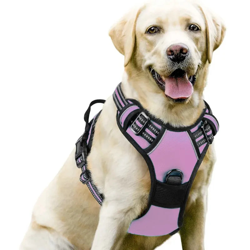 Harnais et Laisse Corde Nylon pour Grand Chien