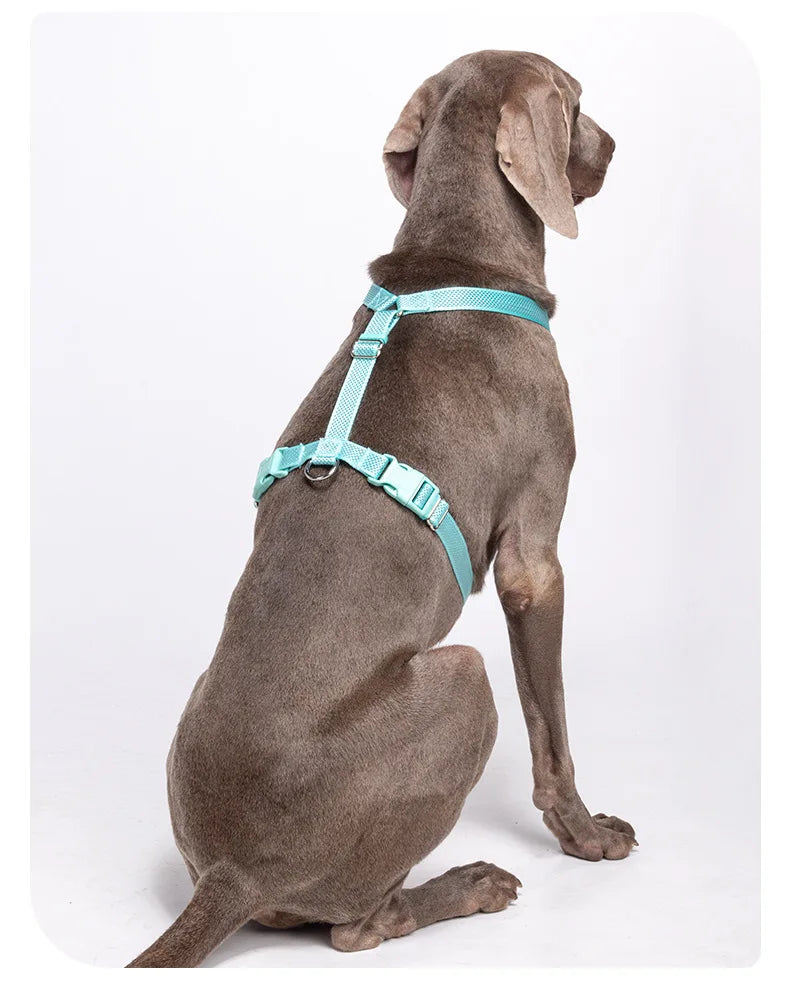 Harnais Anti-Traction Nid d'Abeille pour Chien - Respirant et Sécurisé