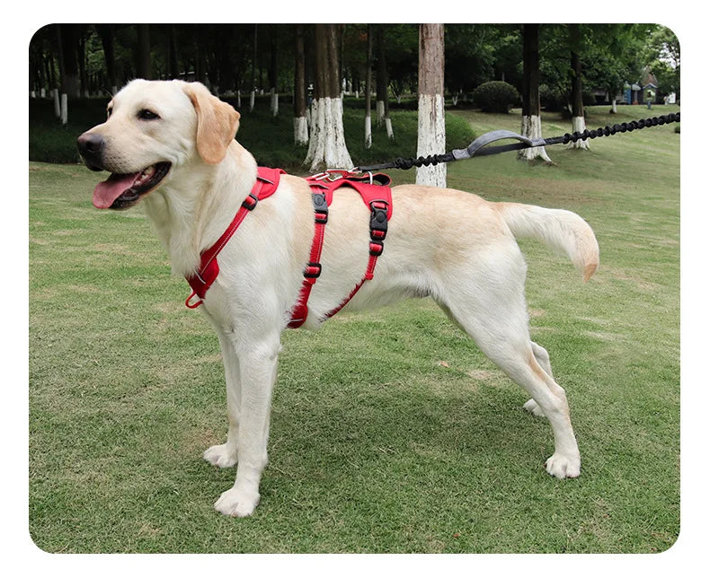 Harnais Anti-Évasion Grand Chien - Laisse Oxford Incluse