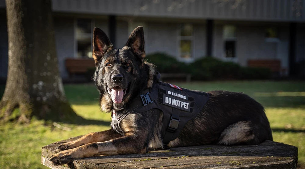 Harnais d'Entraînement Militaire pour Berger Allemand et Malinois