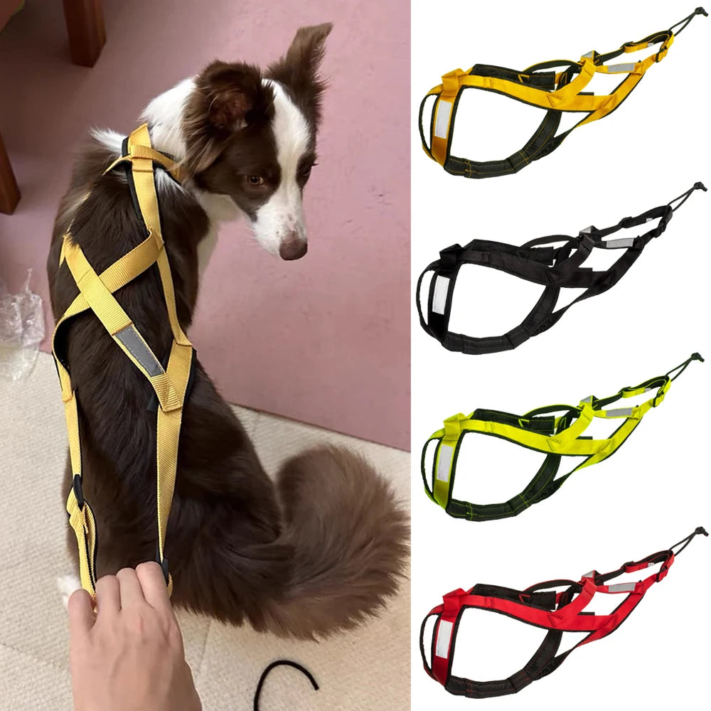 Harnais Ski et Course pour Grand Chien - Haute Qualité