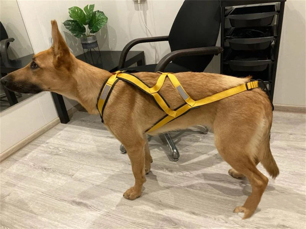 Harnais Ski et Course pour Grand Chien - Haute Qualité