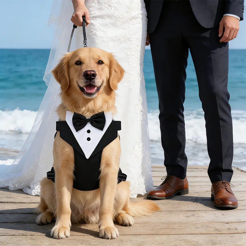 Harnais avec Nœud Papillon pour Petit et Moyen Chien - Anti-Traction