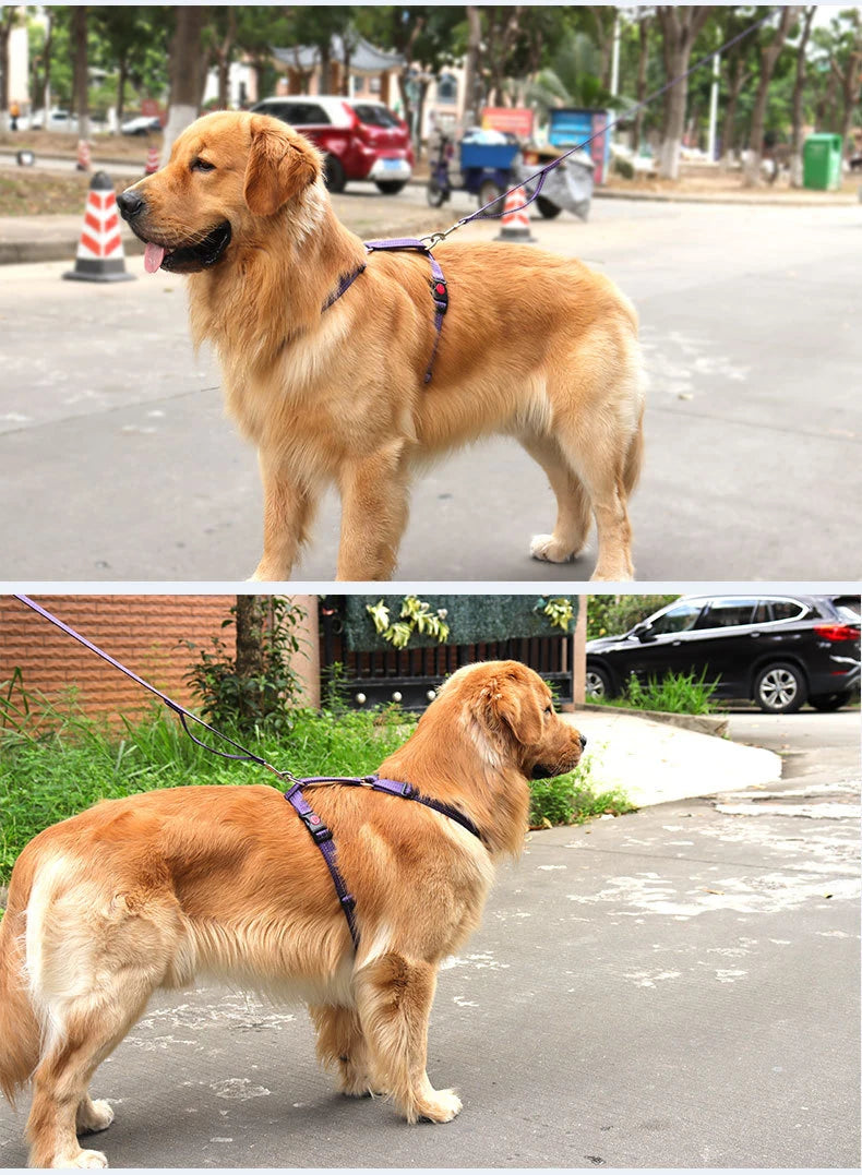 Harnais Anti-Évasion Type H pour Chien - Lavable, Réglable