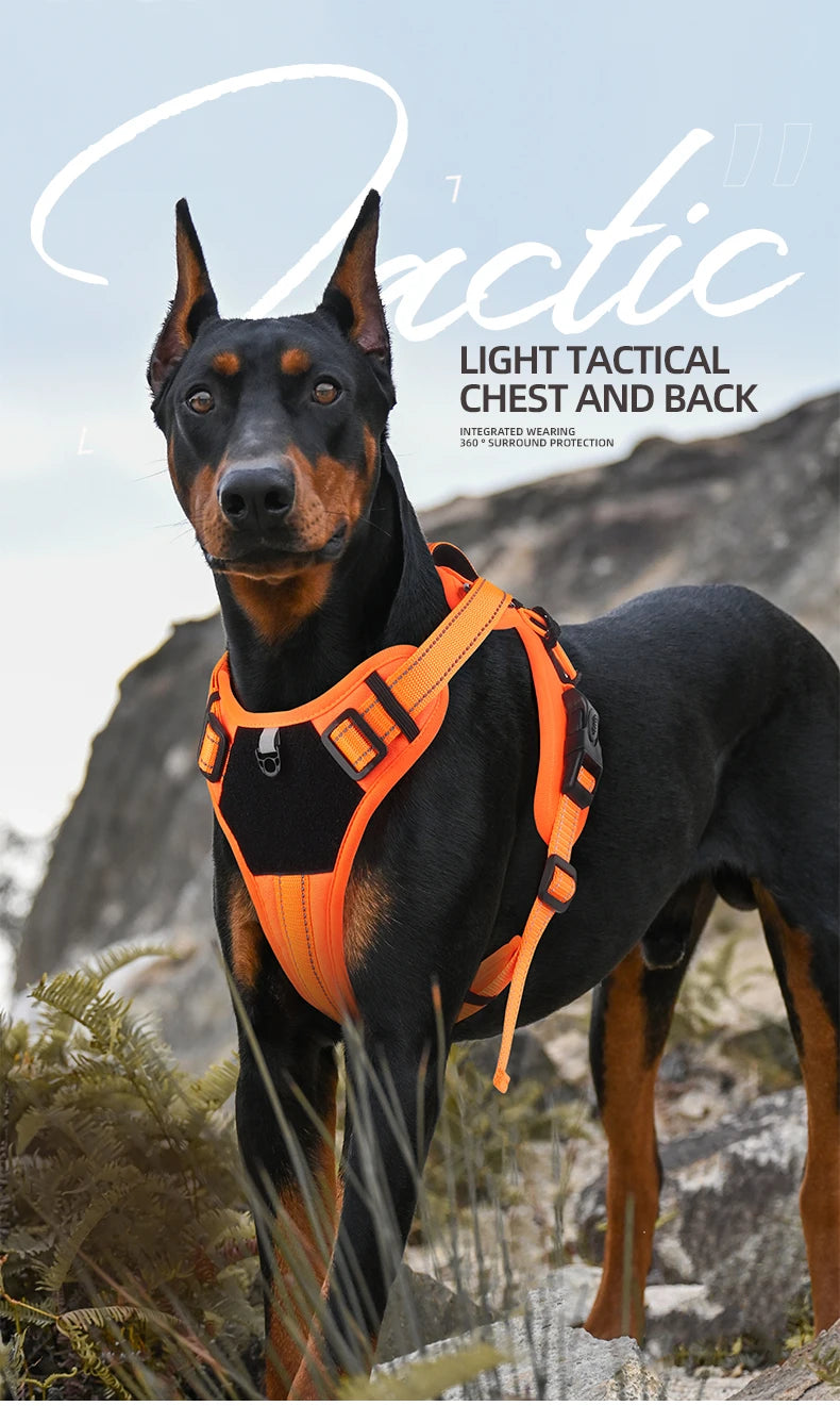 Harnais Multifonction en Nylon pour Chien - Toutes Tailles